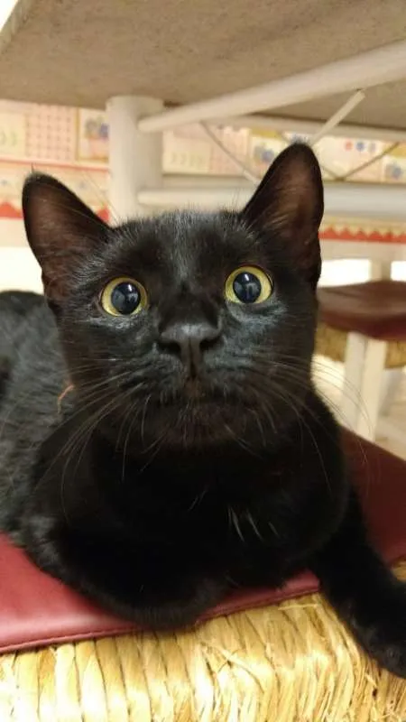 Gato ra a VIRA LATA idade 1 ano nome JOANA 