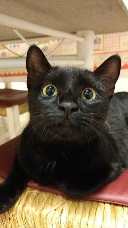Gato ra a VIRA LATA idade 1 ano nome JOANA 