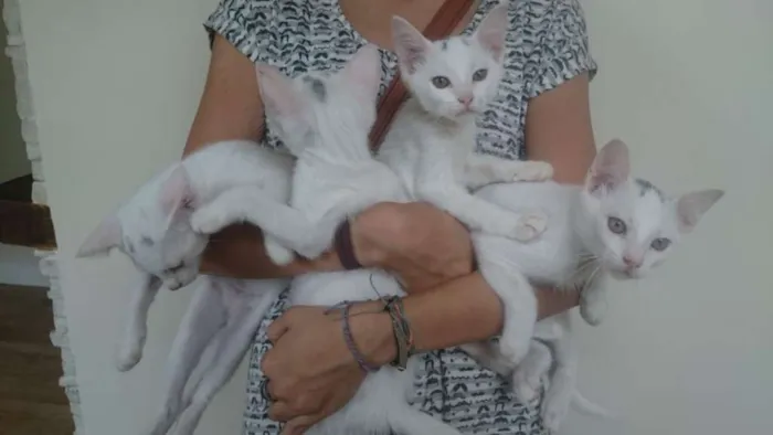 Gato ra a Srd idade 2 a 6 meses nome Lenin e outros