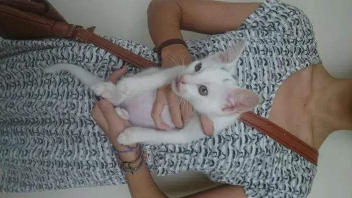 Gato ra a Srd idade 2 a 6 meses nome Lenin e outros