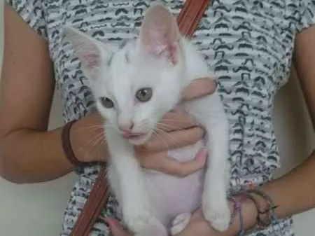 Gato ra a Srd idade 2 a 6 meses nome Lenin e outros