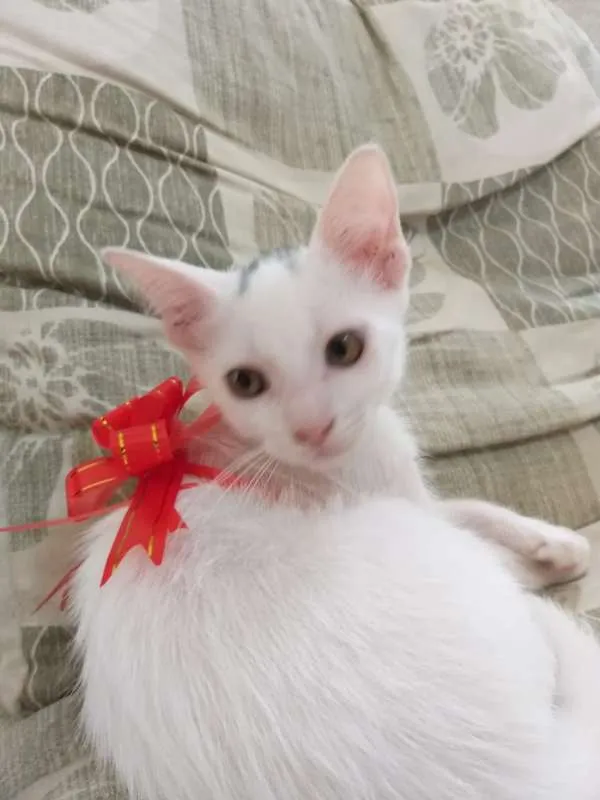 Gato ra a Srd idade 2 a 6 meses nome Lenin e outros