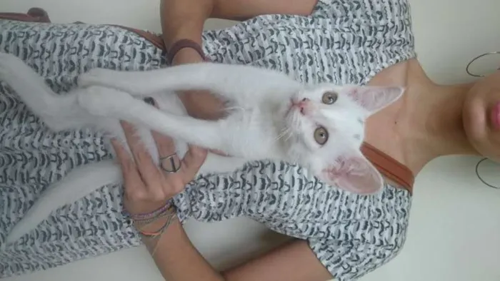 Gato ra a Srd idade 2 a 6 meses nome Lenin e outros