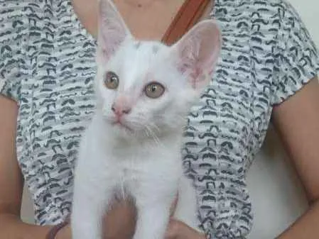 Gato ra a Srd idade 2 a 6 meses nome Lenin e outros