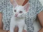 Gato raça Srd idade 2 a 6 meses nome Lenin e outros