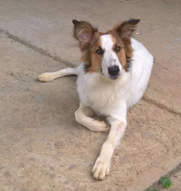 Cachorro ra a border collie idade 7 a 11 meses nome Judy