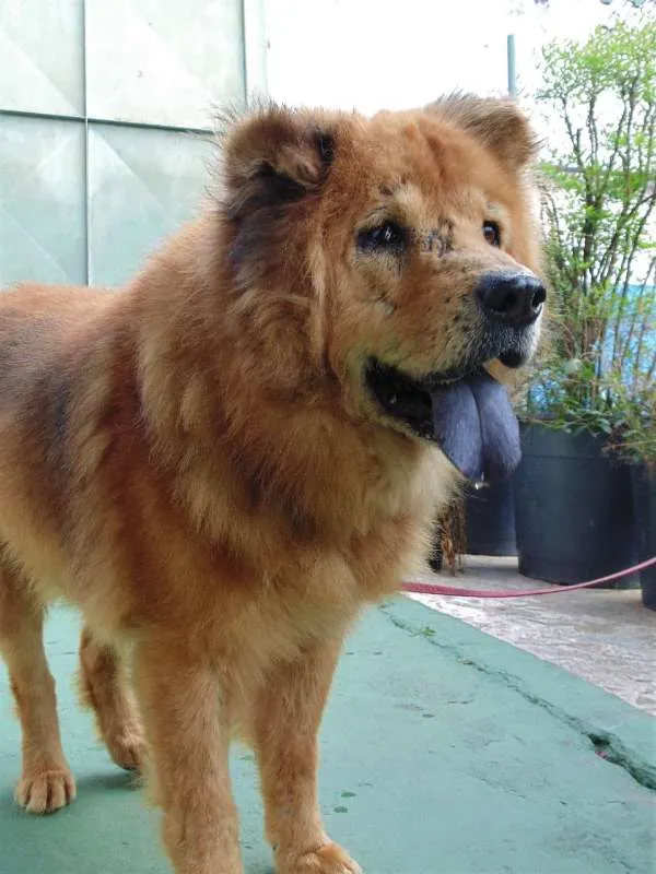 Cachorro ra a Chow Chow idade 6 ou mais anos nome CRIPTO