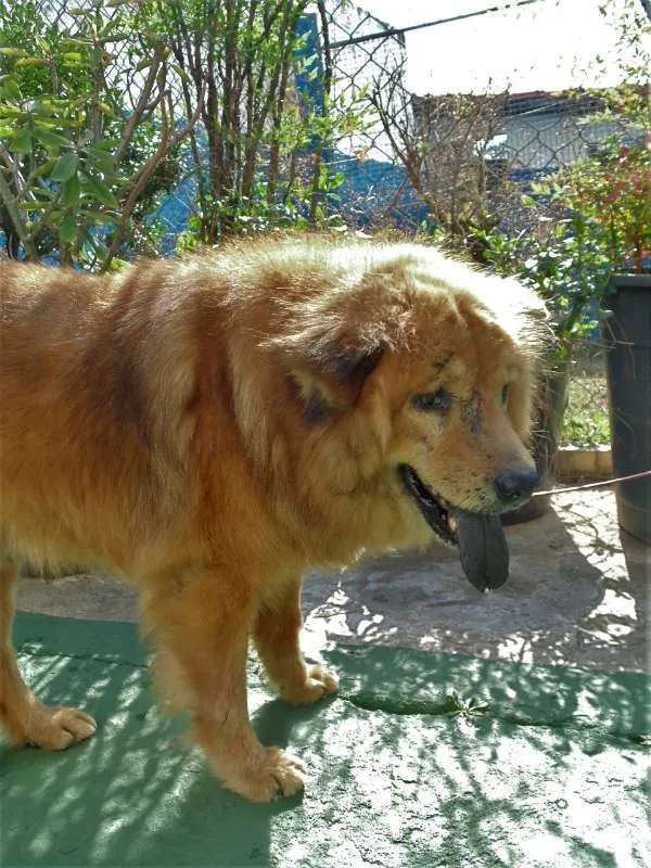 Cachorro ra a Chow Chow idade 6 ou mais anos nome CRIPTO