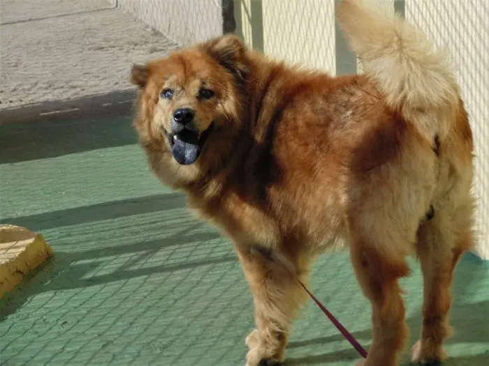 Cachorro ra a Chow Chow idade 6 ou mais anos nome CRIPTO