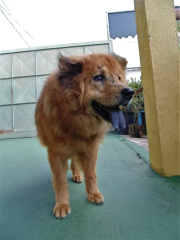 Cachorro ra a Chow Chow idade 6 ou mais anos nome CRIPTO