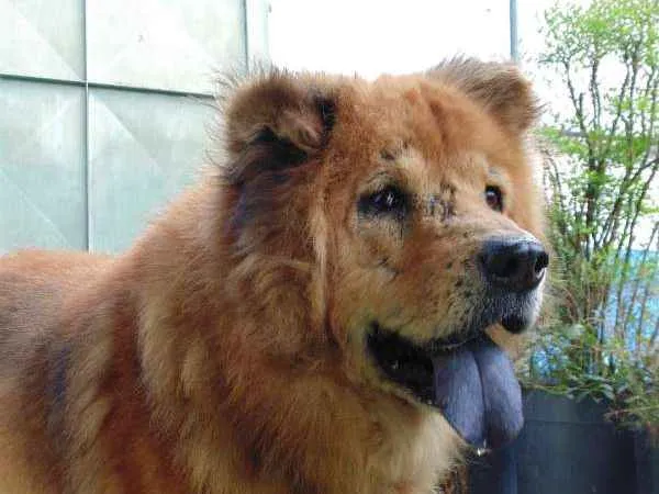 Cachorro ra a Chow Chow idade 6 ou mais anos nome CRIPTO