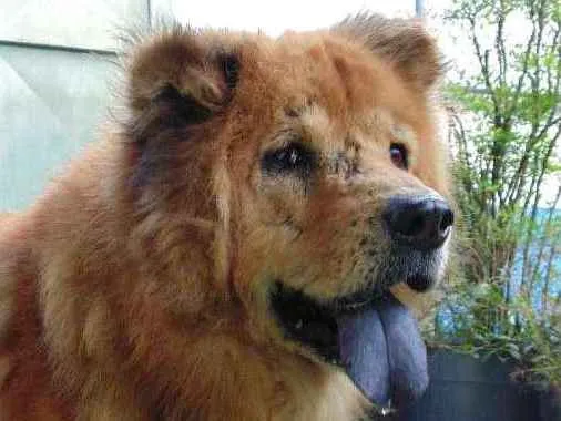 Cachorro ra a Chow Chow idade 6 ou mais anos nome CRIPTO