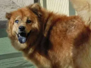 Cachorro raça Chow Chow idade 6 ou mais anos nome CRIPTO