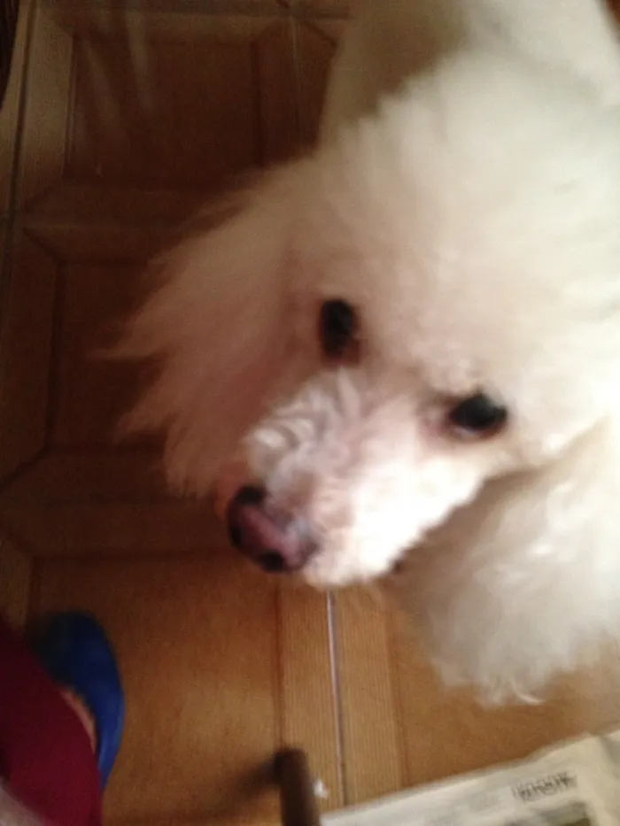 Cachorro raça Poodle  idade 2 anos nome Billy