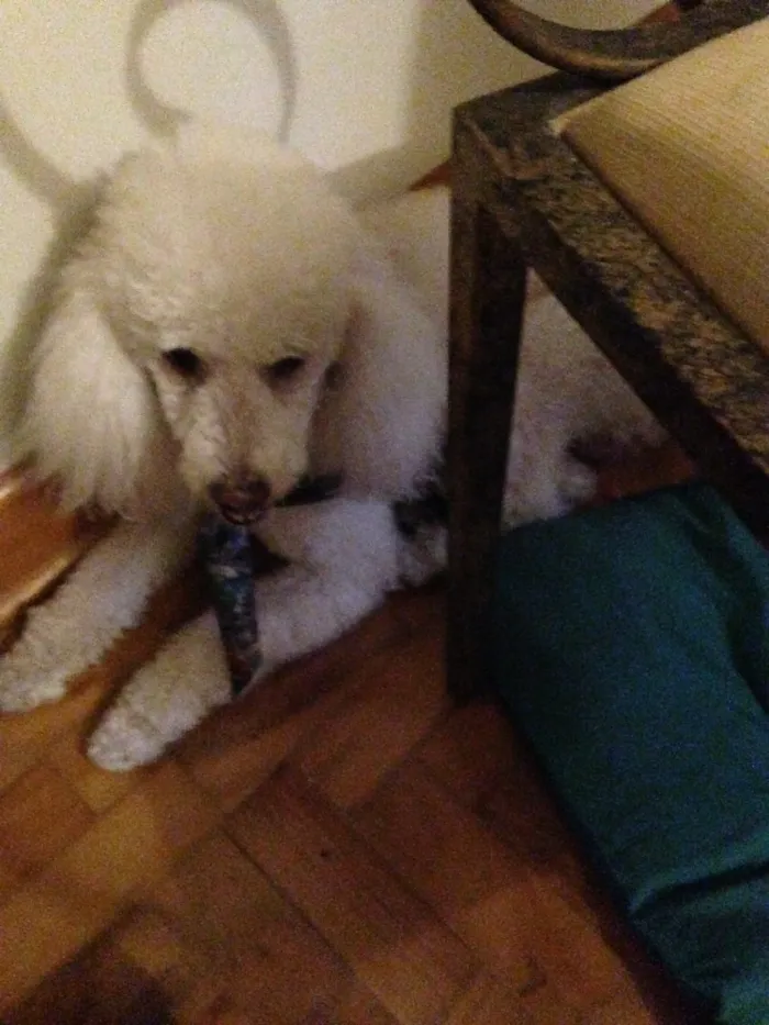 Cachorro raça Poodle  idade 2 anos nome Billy
