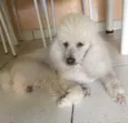 Billy
