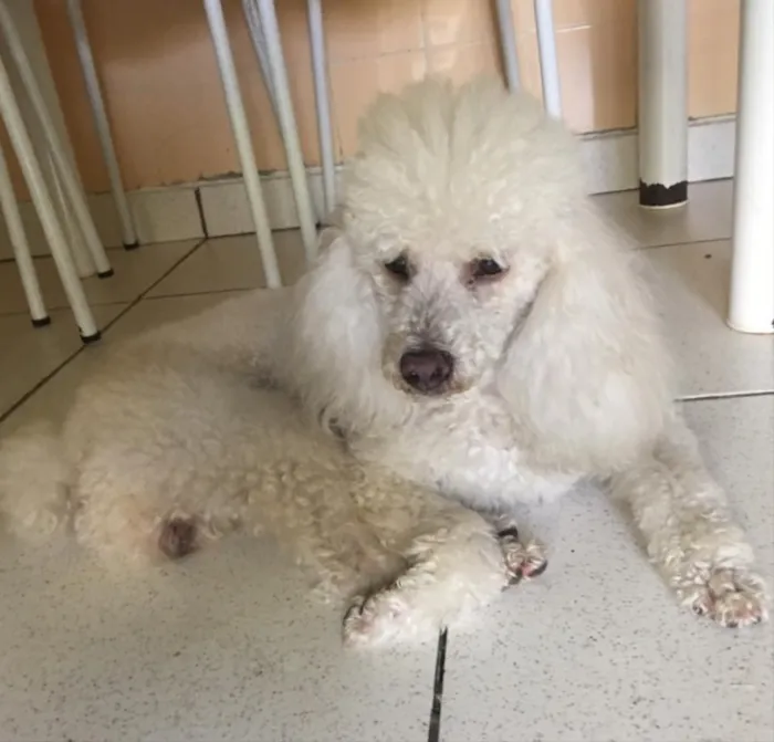 Cachorro raça Poodle  idade 2 anos nome Billy