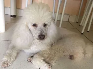 Cachorro raça Poodle  idade 2 anos nome Billy