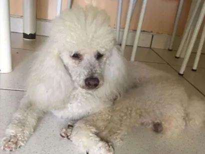 Cachorro raça Poodle  idade 2 anos nome Billy