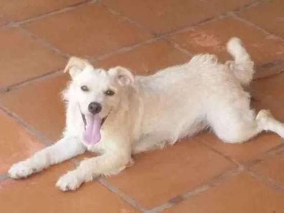 Cachorro ra a ñ definida idade 7 a 11 meses nome laica