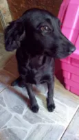 Pipoca