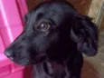 Pipoca