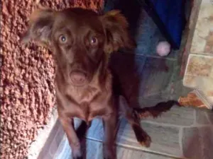 Cachorro raça SDR idade 2 a 6 meses nome Paçoca