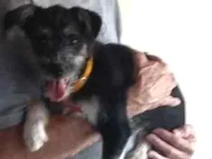 Cachorro raça vira lata misturada idade 2 a 6 meses nome dolly machado
