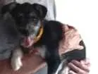 Cachorro raça vira lata misturada idade 2 a 6 meses nome dolly machado