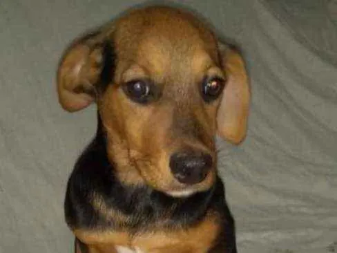Cachorro ra a srd idade 2 a 6 meses nome Axel