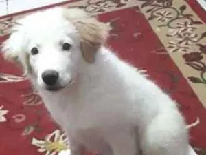 Cachorro raça mistura  idade 2 a 6 meses nome Lolla