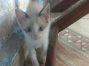 Gato raça Siamês idade 2 a 6 meses nome Miojo e Melissa