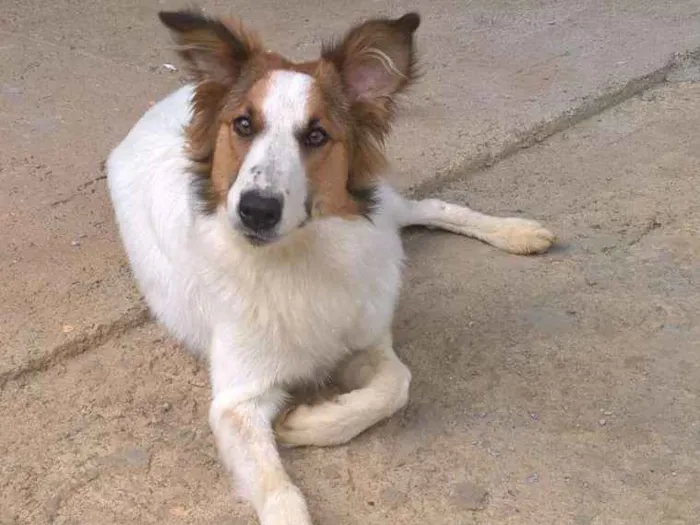Cachorro ra a border collie idade 7 a 11 meses nome Judy