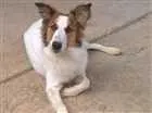 Cachorro raça border collie idade 7 a 11 meses nome Judy