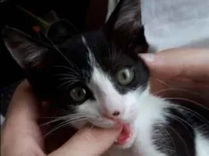 Gato raça SRD idade 7 a 11 meses nome Mily