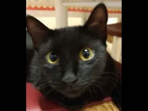 Gato raça VIRA LATA idade 1 ano nome JOANA 