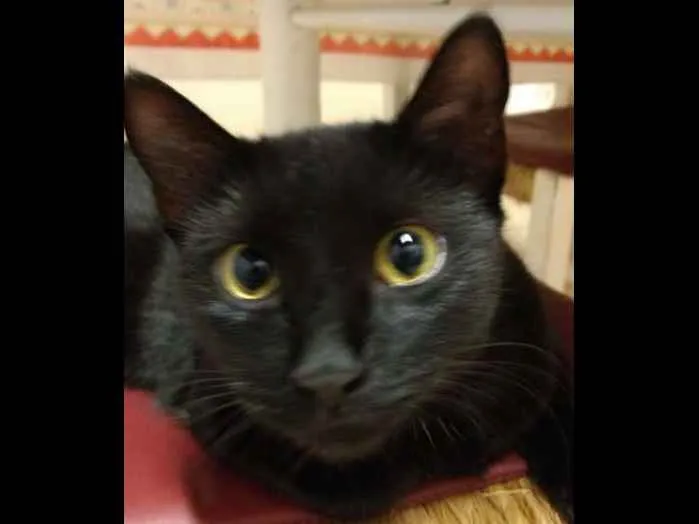 Gato ra a VIRA LATA idade 1 ano nome JOANA 