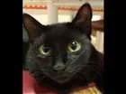 Gato raça VIRA LATA idade 1 ano nome JOANA 