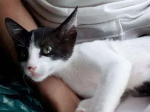 Gato raça SRD idade 7 a 11 meses nome Mily