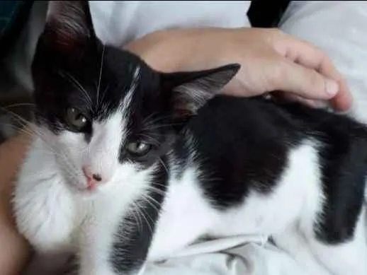 Gato ra a SRD idade 7 a 11 meses nome Mily