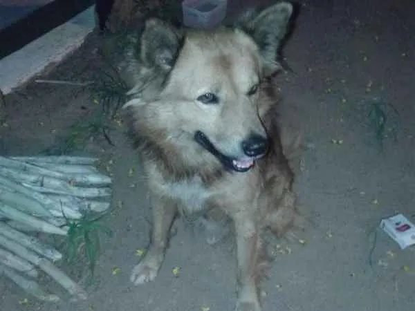 Cachorro raça SRD idade 5 anos nome Fred