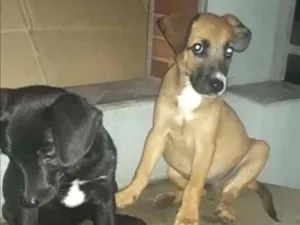Cachorro raça SRD idade 2 a 6 meses nome Theo e tobby