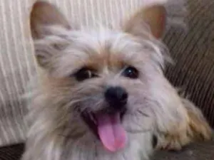 Cachorro raça Yorkshire idade 1 ano nome AMORA GRATIFICA