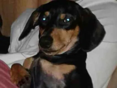 Cachorro raça Salsicha ( basset n.2) idade 2 a 6 meses nome Xodó 