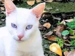 Gato raça  idade 7 a 11 meses nome Luna