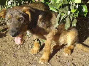 Cachorro raça SRD idade 1 ano nome Aidam