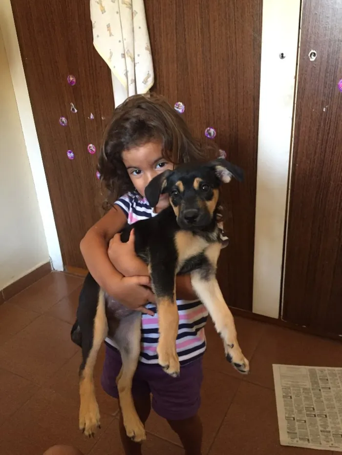 Cachorro ra a Sem raça  idade 2 a 6 meses nome Lua