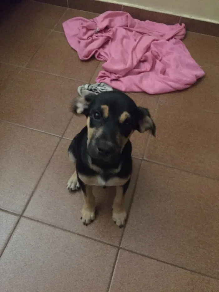 Cachorro ra a Sem raça  idade 2 a 6 meses nome Lua