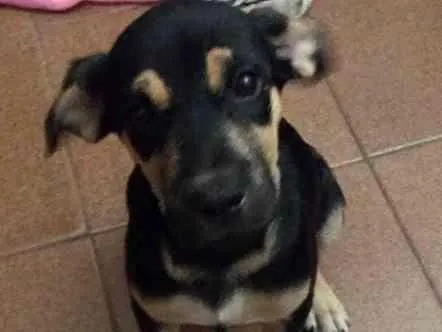 Cachorro ra a Sem raça  idade 2 a 6 meses nome Lua