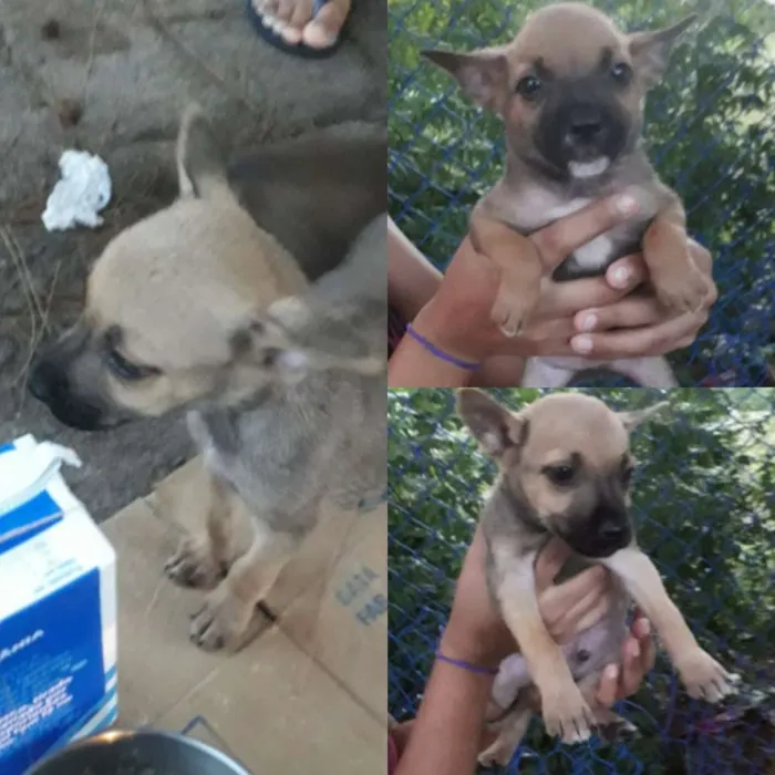 Cachorro ra a Sem Raça Definida  idade Abaixo de 2 meses nome Steve, Alexander e m
